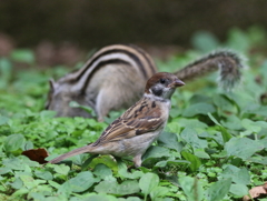 加茂山リス園・３