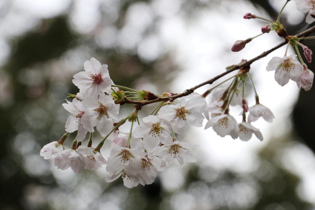 上野公園ー２