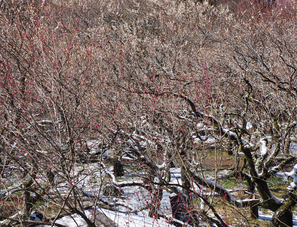 熱海梅園・４