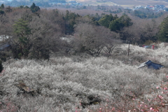 筑波山梅園・２