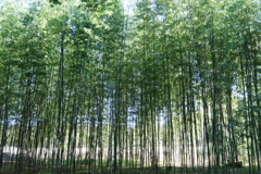 竹林・３