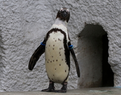 上野動物園ー５