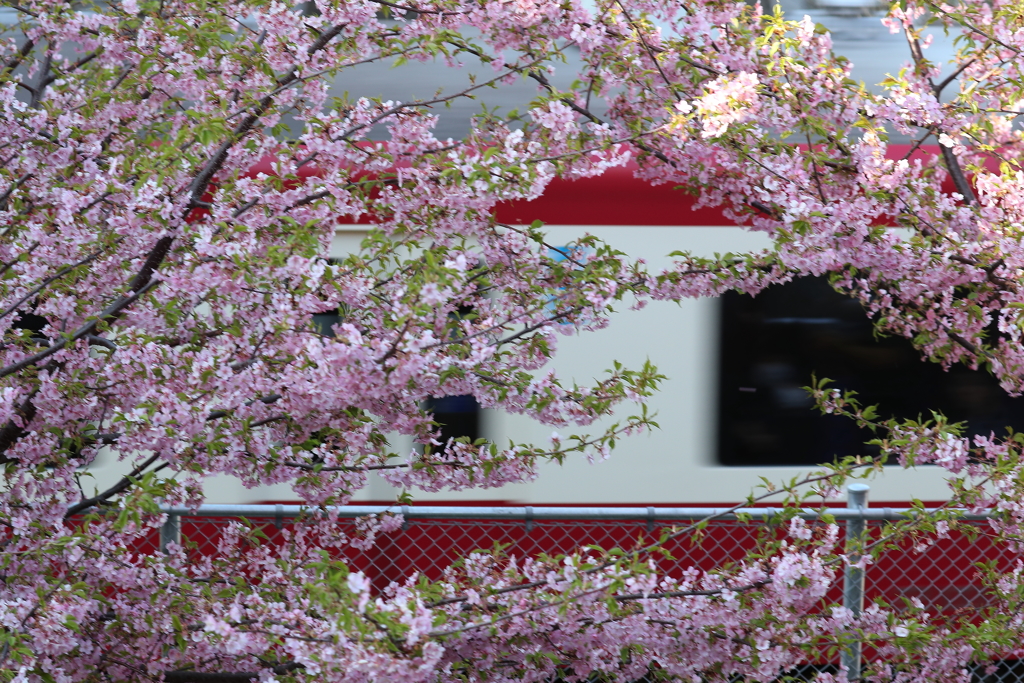 花の隙間を京浜急行