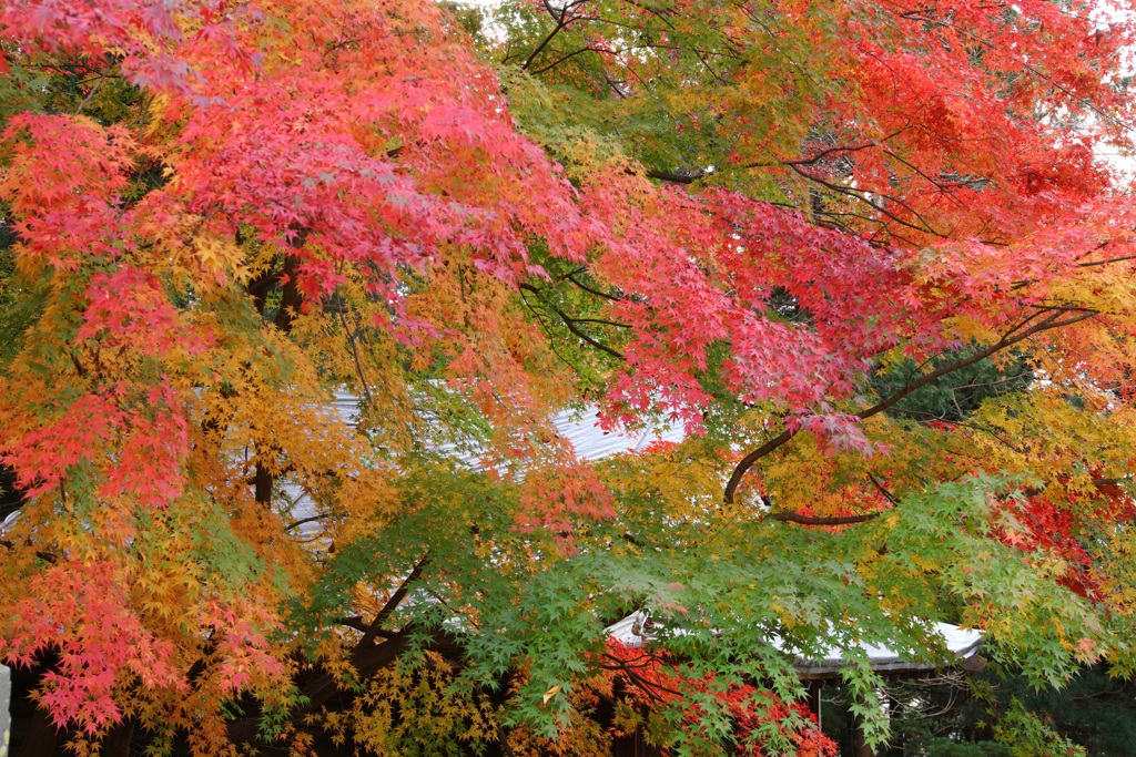 仙台東照宮の紅葉・２