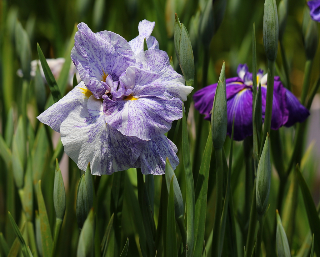 初夏の花・１