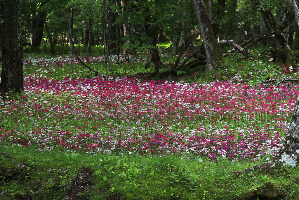 クリンソウ・２
