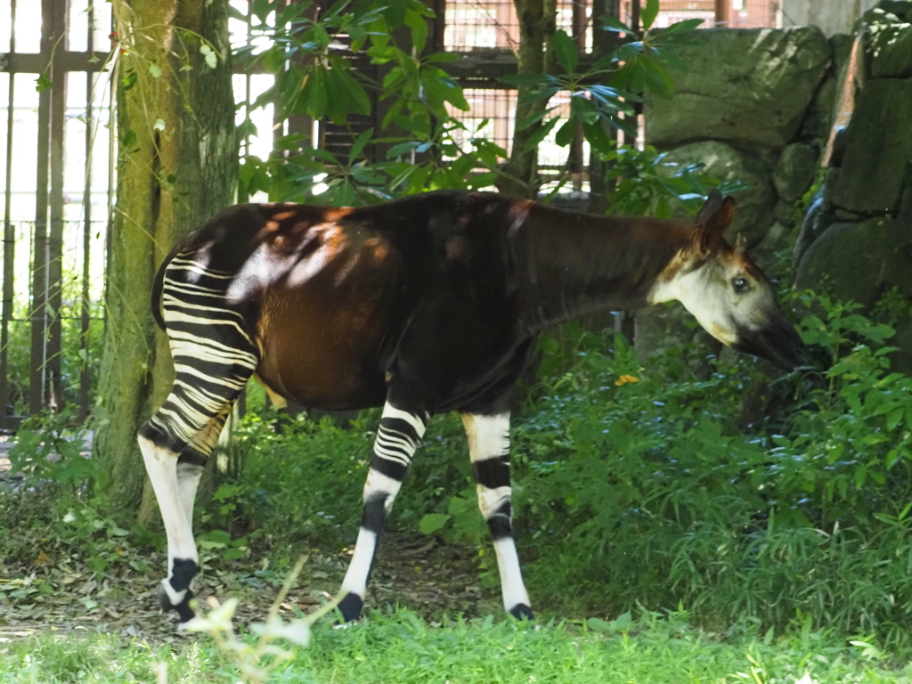 金沢動物園・１