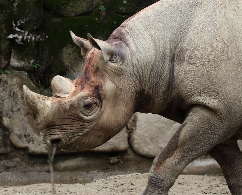 上野動物園ー７