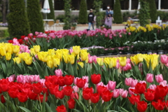 ４月の花・１