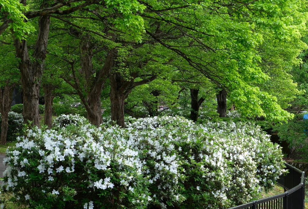 白つつじ公園・２