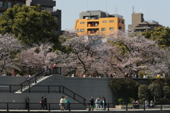 川岸の桜