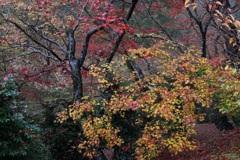 弥彦公園・１０