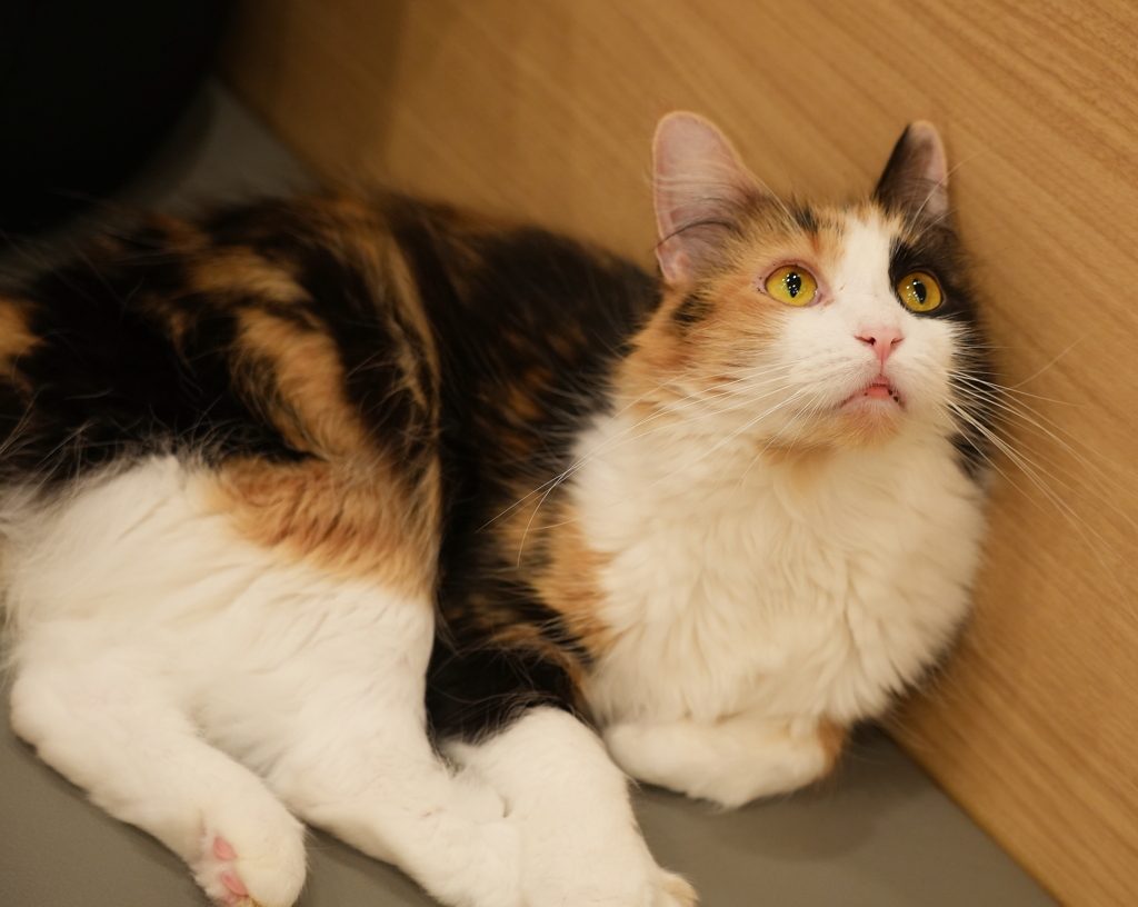 猫カフェ・１