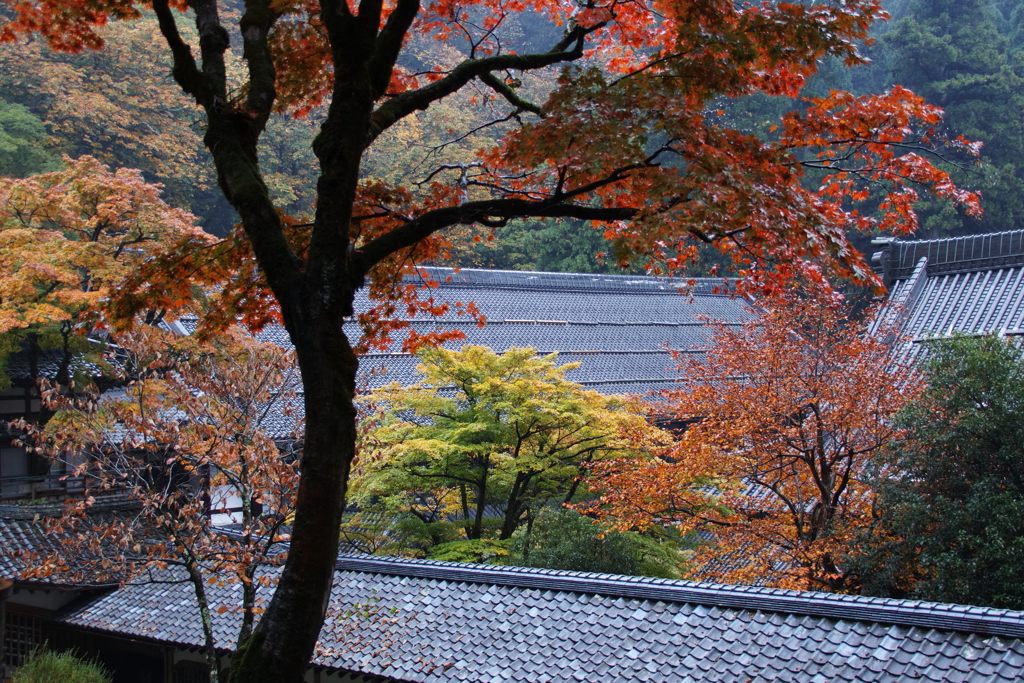 雨の永平寺・７