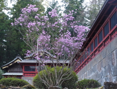 妙義神社