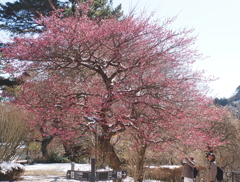 熱海梅園・３
