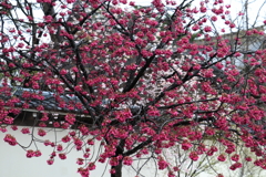 新潟市白山公園ー４