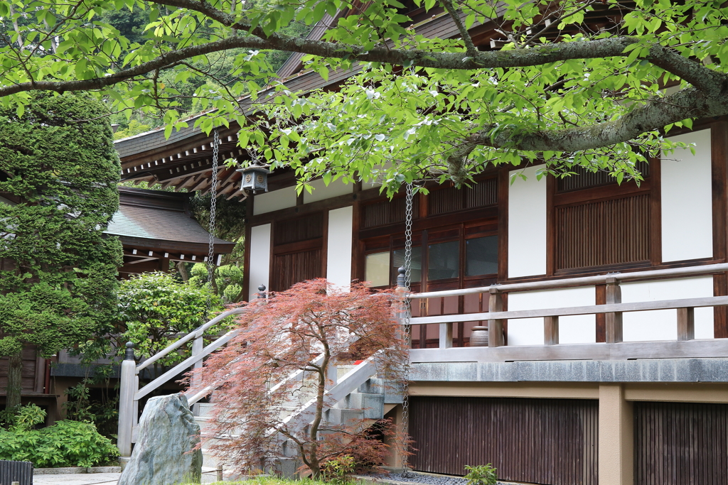 鎌倉　報国寺・４