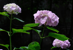 あじさい坂・１