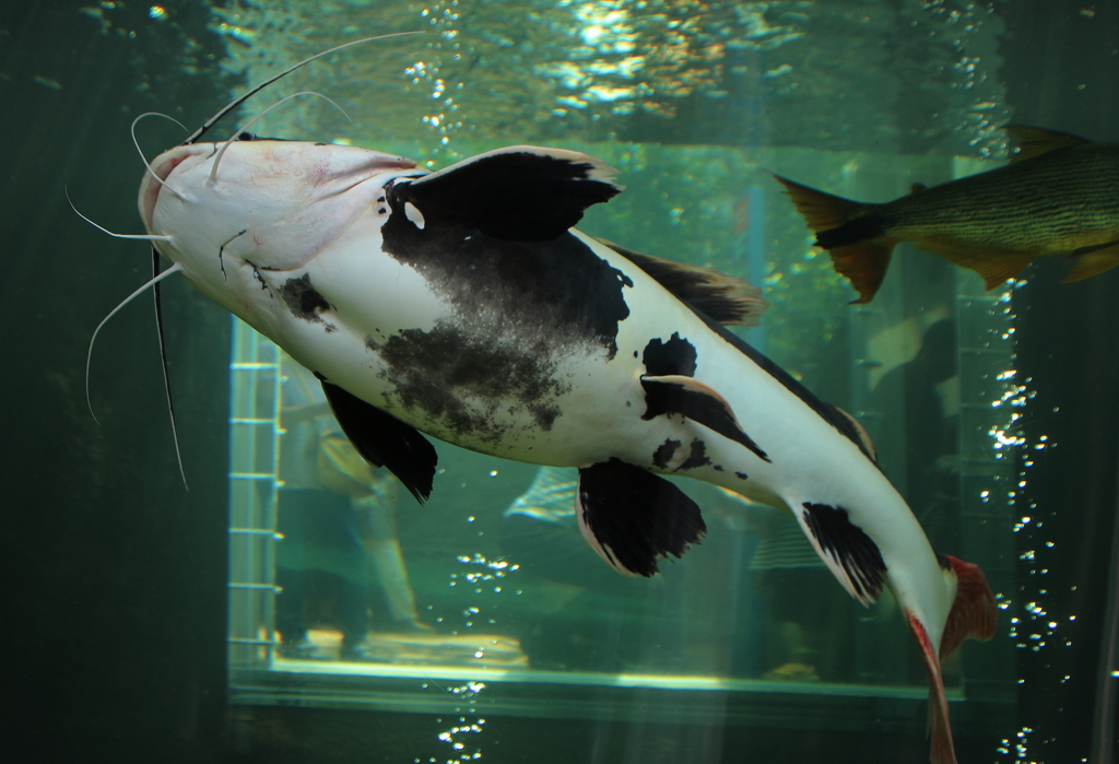 なかがわ水遊園