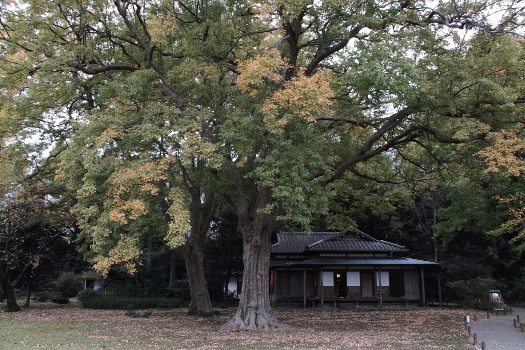 六義園・１