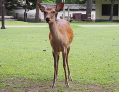 奈良公園・４