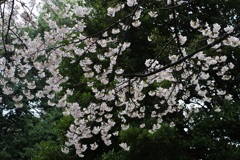 小雨サクラ－１