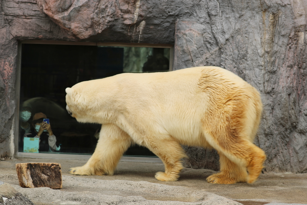 旭山動物園・２