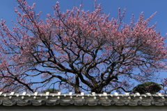 水戸弘道館・７