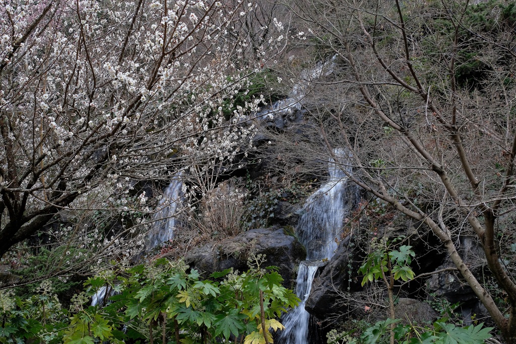 熱海梅園・３