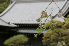 秩父宝登山神社・６