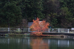 弥彦公園・６