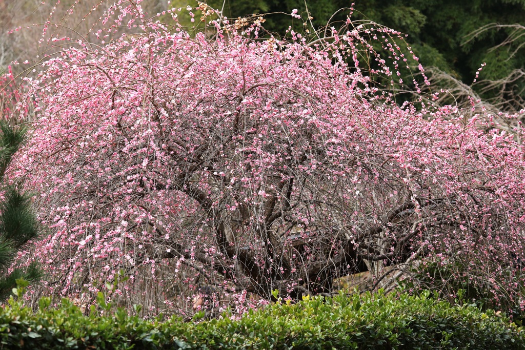 熱海梅園・３