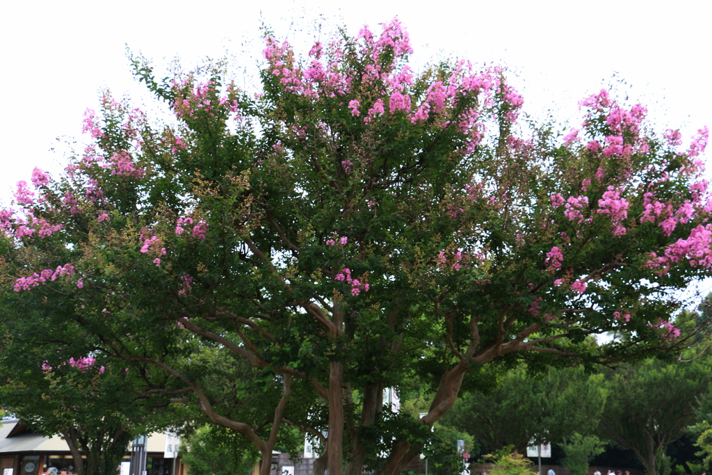名古屋市徳川園（２）