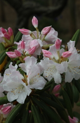 4月の花・２