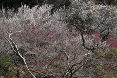 熱海梅園・５