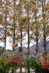 河口湖畔紅葉