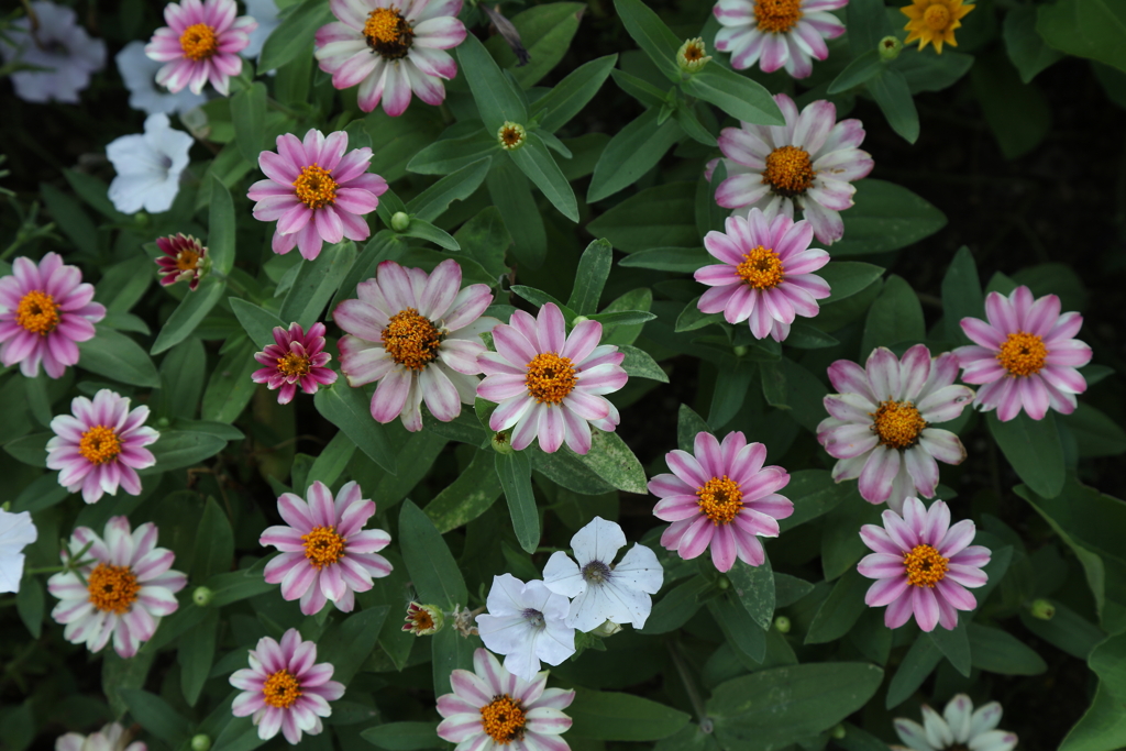 近所の花壇
