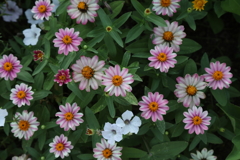 近所の花壇
