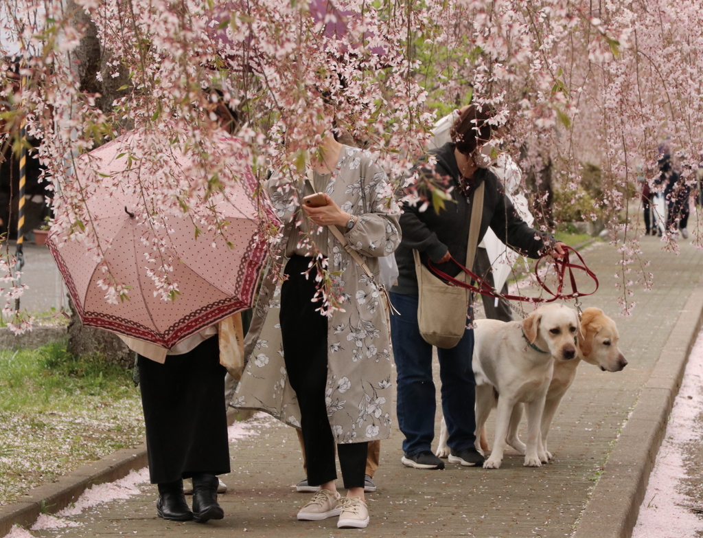 日中線しだれ桜並木・１