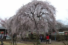 雨サクラー6