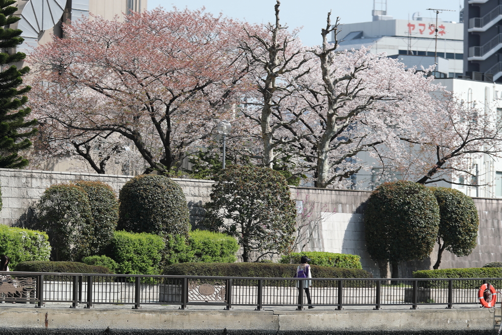 川岸の桜