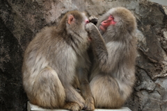 上野動物園ー４