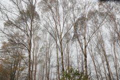 田代ロープウェイ山頂