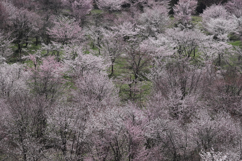 裏磐梯桜峠・２