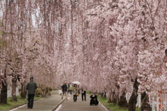 日中線しだれ桜並木・２