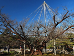 兼六園・１