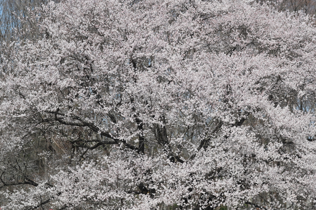 薄墨桜・１