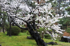 新潟市白山公園ー５