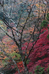 袋田の滝・３
